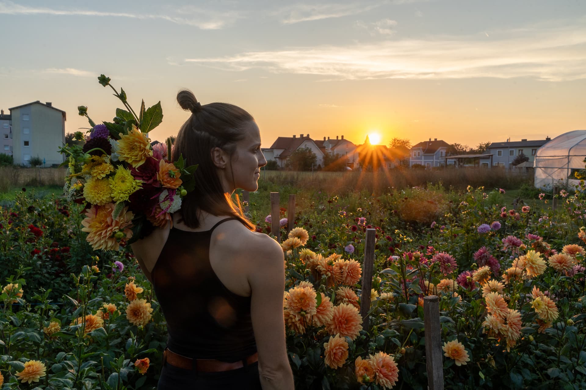 Bunte Dahlienreihen am Feld